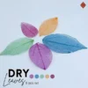 Dry Leaves